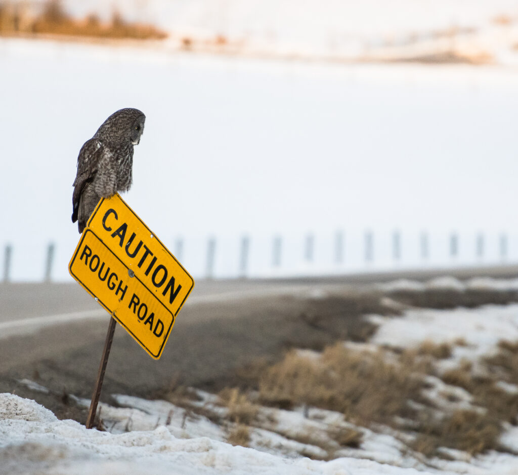 Great Gray Owl
